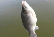 秋天釣鯽魚用什么餌料？秋天釣鯽魚用什么味餌？