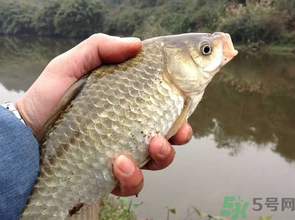 十月份釣鯽魚用什么餌？十月份釣鯽魚用什么餌料好？