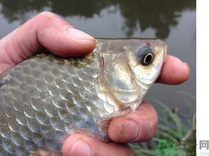 十月份釣鯽魚用什么餌？十月份釣鯽魚用什么餌料好？