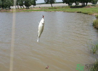 秋天釣魚深水還是淺水？秋天釣魚釣深水還是淺水？