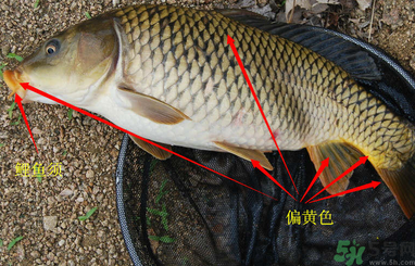 秋天釣鯉魚(yú)用什么小藥？秋天黑坑釣鯉魚(yú)用什么小藥？
