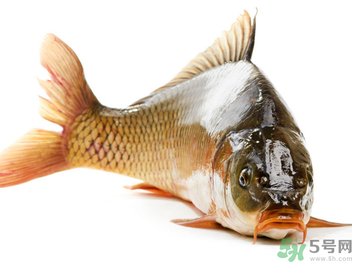 秋天釣鯉魚(yú)用什么小藥？秋天黑坑釣鯉魚(yú)用什么小藥？
