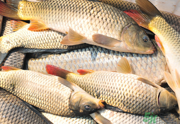 秋天釣鯉魚(yú)用什么小藥？秋天黑坑釣鯉魚(yú)用什么小藥？