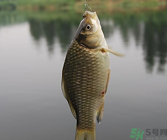 秋天黑坑釣鯽魚用什么餌料？秋天黑坑釣鯽魚餌料配方