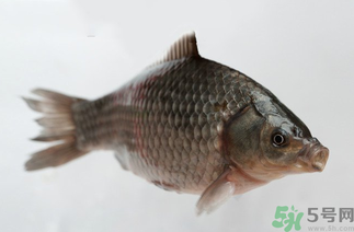 秋天黑坑釣鯽魚用什么餌料？秋天黑坑釣鯽魚餌料配方