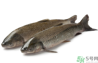 十月份草魚好釣嗎？十月份怎么釣草魚？