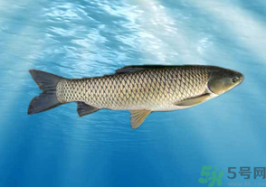 十月份草魚好釣嗎？十月份怎么釣草魚？