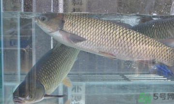 十月份草魚好釣嗎？十月份怎么釣草魚？