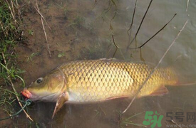 十月份可以釣鯉魚嗎？十月份釣鯉魚用什么餌？