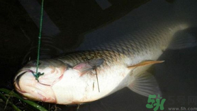 十月份可以釣鯉魚嗎？十月份釣鯉魚用什么餌？