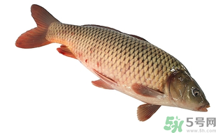 十月份可以釣鯉魚嗎？十月份釣鯉魚用什么餌？