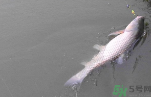 秋天釣草魚用什么餌？秋季釣草魚用什么餌最好？ 