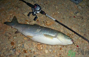 秋天釣草魚用什么餌？秋季釣草魚用什么餌最好？ 