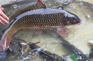 用玉米粒怎么釣鯉魚？玉米粒怎么泡制釣魚餌料？