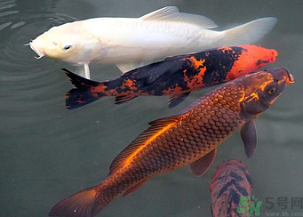 用玉米粒怎么釣鯉魚？玉米粒怎么泡制釣魚餌料？
