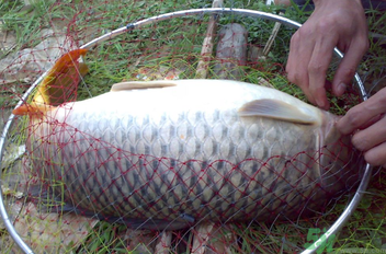用玉米粒怎么釣鯉魚？玉米粒怎么泡制釣魚餌料？