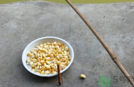 玉米粒怎么釣魚？怎么用玉米粒釣魚？
