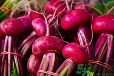 甜菜是甜的嗎？甜菜到底是不是甜的？