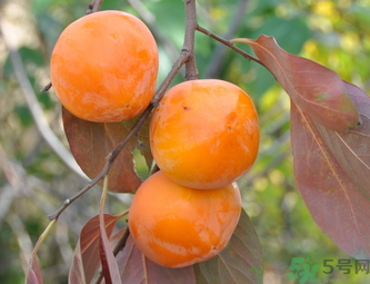 黃柿子和紅柿子有什么區(qū)別？紅柿子和黃柿子哪個(gè)好？
