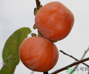 黃柿子和紅柿子有什么區(qū)別？紅柿子和黃柿子哪個(gè)好？