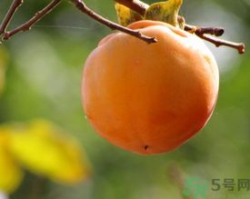 黃柿子和紅柿子有什么區(qū)別？紅柿子和黃柿子哪個(gè)好？