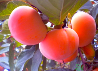 黃柿子和紅柿子有什么區(qū)別？紅柿子和黃柿子哪個(gè)好？