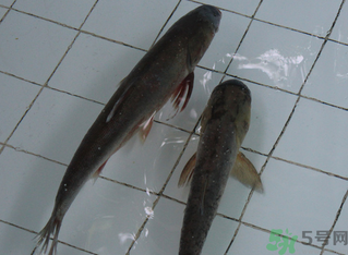 釣的魚在家怎么養(yǎng)活？釣的魚怎么保持不死？