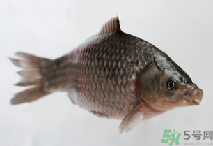 釣的魚死了還能吃嗎？釣的魚死了怎么處理？