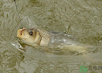 釣的魚死了還能吃嗎？釣的魚死了怎么處理？