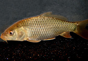 用玉米粒怎么釣鯉魚？玉米粒怎么泡制釣魚餌料？