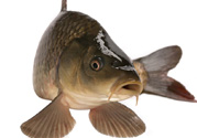 十月份草魚好釣嗎？十月份怎么釣草魚？