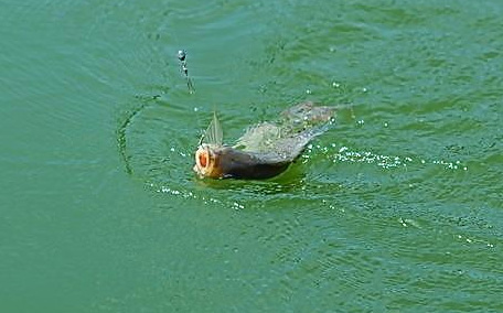 米飯能釣魚(yú)嗎 米飯釣魚(yú)好嗎