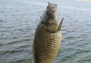 秋天黑坑釣鯽魚用什么餌料？秋天黑坑釣鯽魚餌料配方