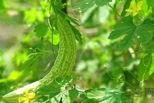 喝苦瓜能減肥嗎？喝苦瓜茶減肥效果怎么樣？