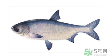 十月份能釣鰱魚(yú)嗎？鰱魚(yú)幾月份好釣？
