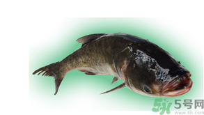 十月份能釣鰱魚(yú)嗎？鰱魚(yú)幾月份好釣？