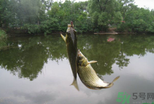 秋天釣魚什么風向最好？秋天什么風向好釣魚？