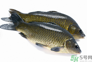 活鯉魚怎么保存？鯉魚怎么養(yǎng)才不容易死？
