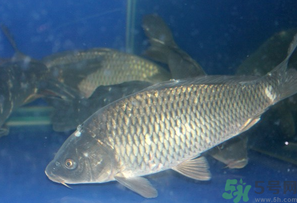 活鯉魚怎么保存？鯉魚怎么養(yǎng)才不容易死？