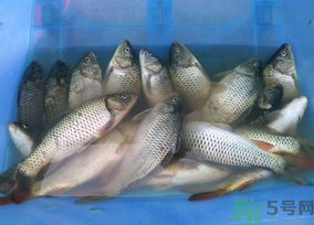 活鯉魚怎么保存？鯉魚怎么養(yǎng)才不容易死？