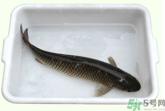 鯉魚死了還能吃嗎？鯉魚死了多久不能吃？