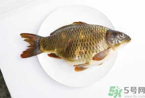 鯉魚死了還能吃嗎？鯉魚死了多久不能吃？