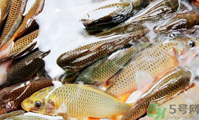 鯉魚死了怎樣保鮮？鯉魚死后怎么保存？