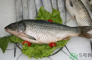 鯉魚死了怎樣保鮮？鯉魚死后怎么保存？