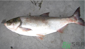 秋天釣鰱魚(yú)用什么餌料？秋天釣鰱魚(yú)用什么味餌？