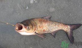 秋天釣鰱魚(yú)用什么餌料？秋天釣鰱魚(yú)用什么味餌？