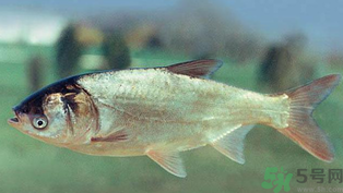 秋天釣鰱魚(yú)用什么餌料？秋天釣鰱魚(yú)用什么味餌？