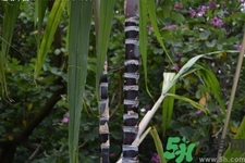 甘蔗一天吃多少最好？甘蔗能每天都吃嗎？