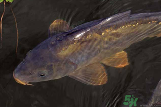 野生鯉魚怎么釣？野生鯉魚用什么釣最好？