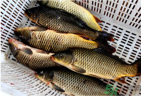 野生鯉魚怎么釣？野生鯉魚用什么釣最好？